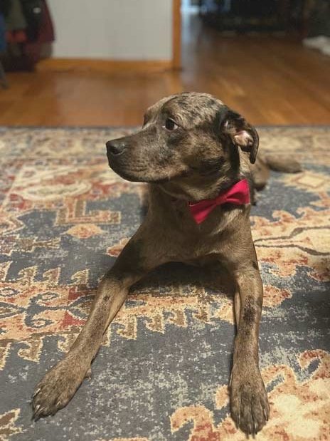 Large pet-collar bowtie in vibrant fabric attached to a Catahoula Leopard dog collar.