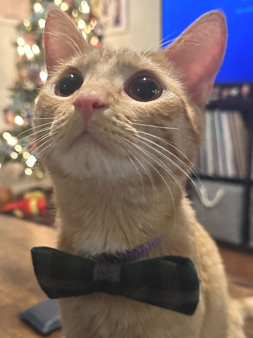 Small pet collar bowtie, vibrant design for cats and small dogs