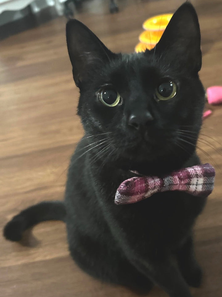 Small pet collar bowtie, vibrant design for cats and small dogs