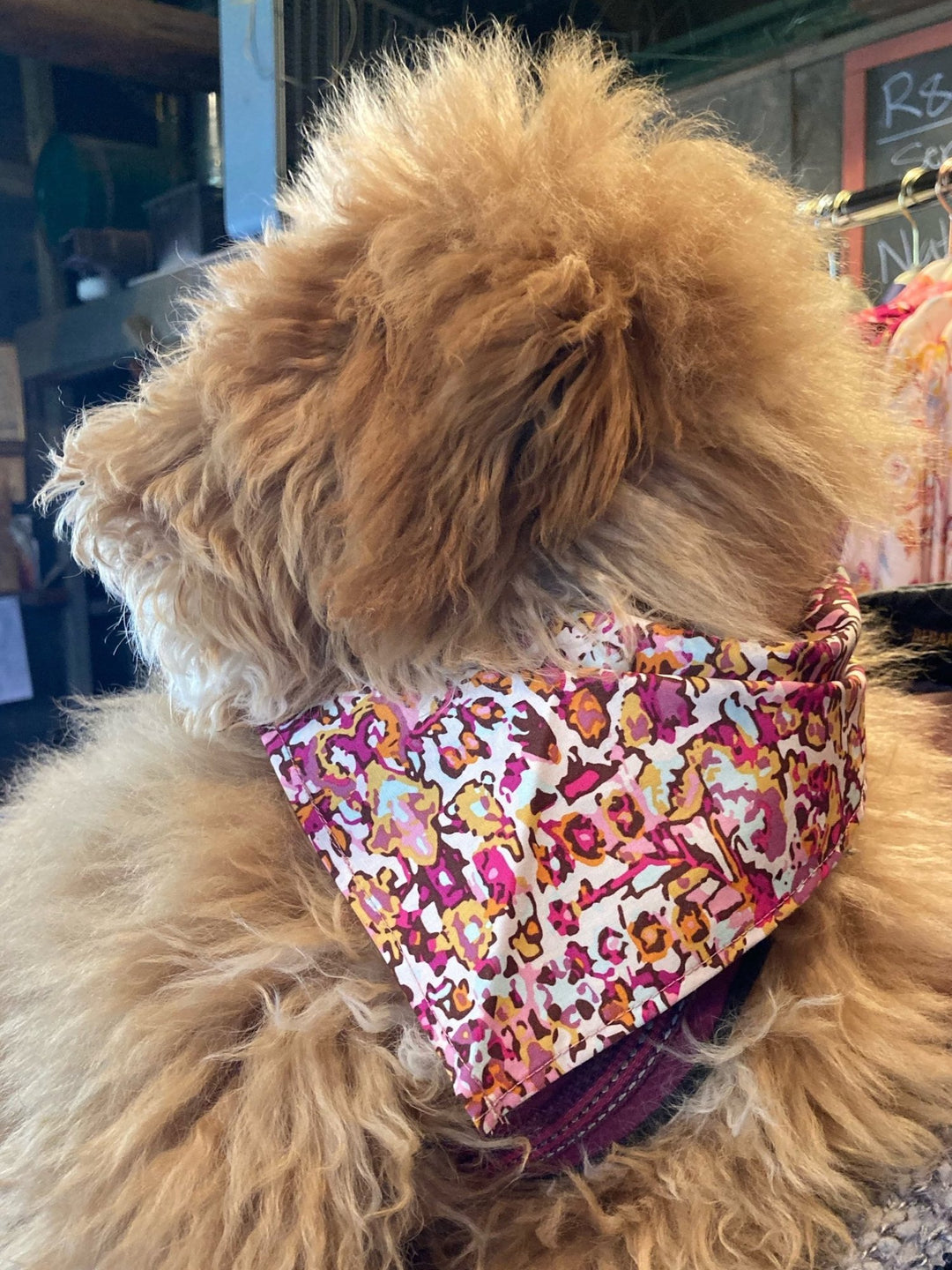 Colorful cotton pet bandana tied around the neck of a small dog, showcasing comfort and style