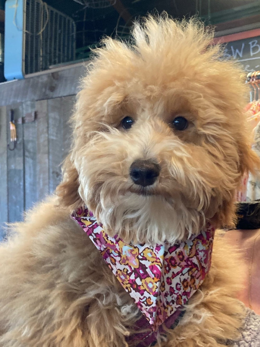 Colorful cotton pet bandana tied around the neck of a small dog, showcasing comfort and style