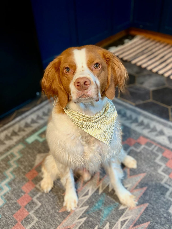 Colorful cotton pet bandana tied around the neck of a small dog, showcasing comfort and style